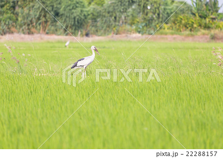 Asian Openbill standing in the rice field 22288157