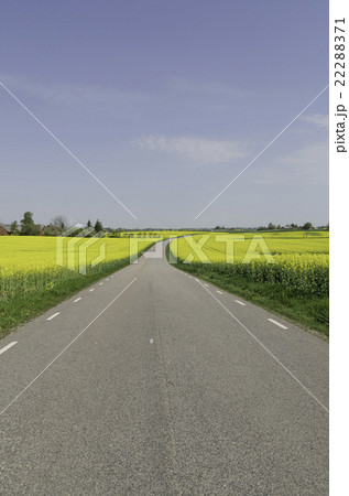 rapeseed field  22288371