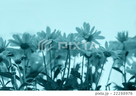 Blue vintage flower background 22288976