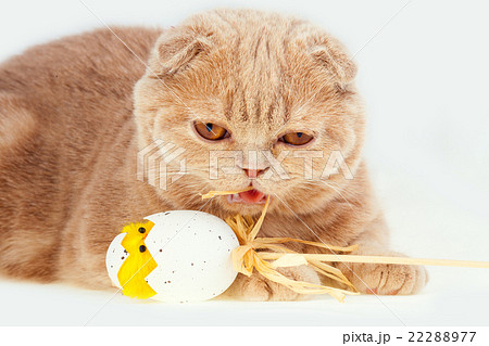 Сat sleeping on easter egg with toy chicken Сat sleeping on easter egg with toy chicken 22288977
