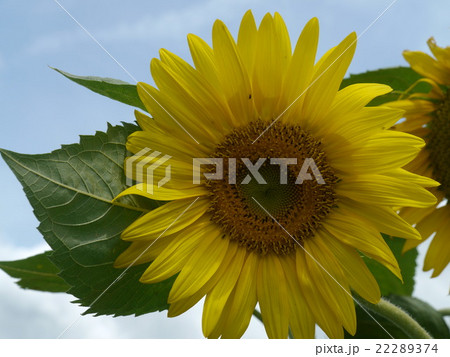 ヒマワリ ヒマワリ 22289374