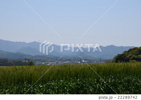 青麦 青麦 22289742