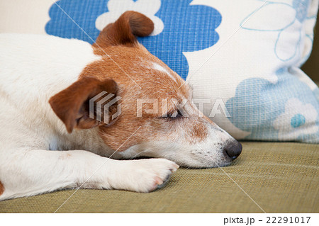 老犬の寝顔 犬 横顔 室内犬 ジャックラッセルの写真素材