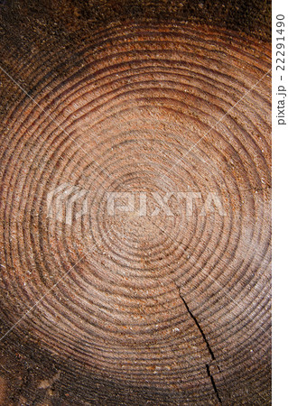 Wood texture of cutted tree trunk. Wood texture of cutted tree trunk. 22291490