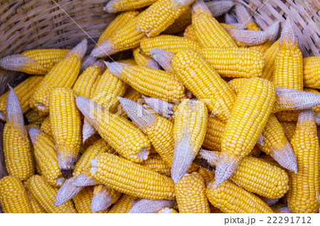 Ripe dried corn cobs,corn seeds make it dry. Ripe dried corn cobs,corn seeds make it dry. 22291712