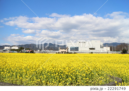 見奈良の満開の菜の花畑と坊っちゃん劇場 22291749