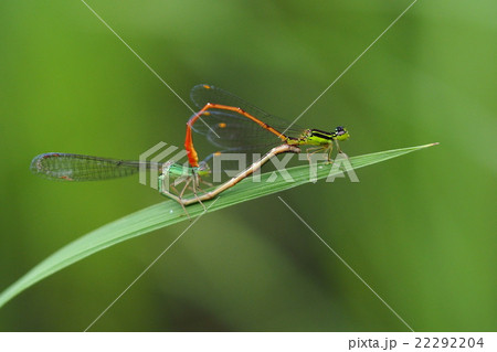 モートンイトトンボ（交尾） 22292204