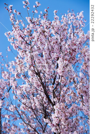 桜 22292432