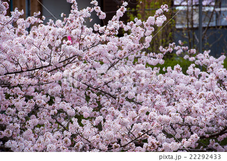 桜 22292433