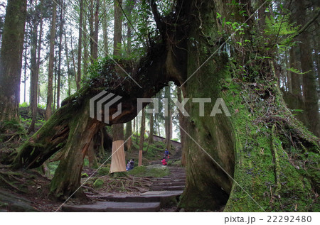 阿里山森林遊楽区 22292480
