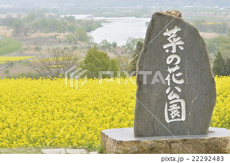 菜の花 22292483