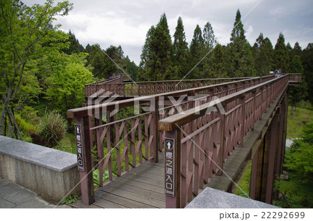 阿里山桜の道桟道 阿里山桜の道桟道 22292699