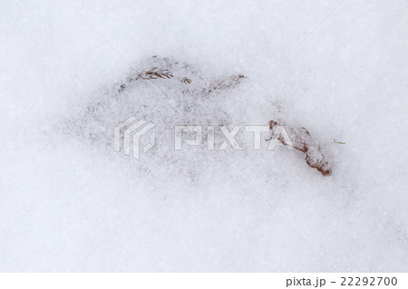 粉雪と落ち葉 粉雪と落ち葉 22292700