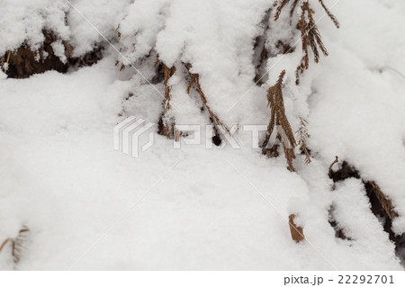 粉雪と落ち葉 粉雪と落ち葉 22292701
