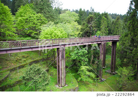 阿里山巨木群桟道 阿里山巨木群桟道 22292864