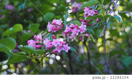 タニウツギの花 タニウツギの花 22293154