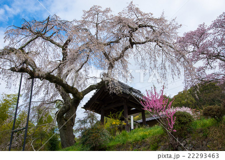 枝垂桜 22293463