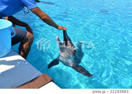 エサを欲しいイルカ エサを欲しいイルカ 22293663