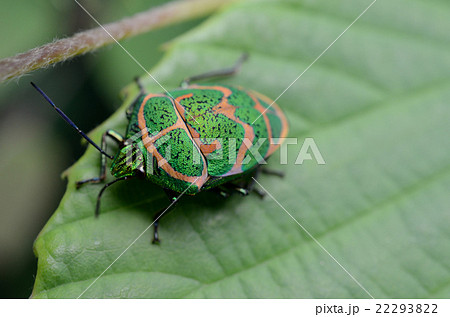 アカスジキンカメムシ・赤条金亀虫 22293822