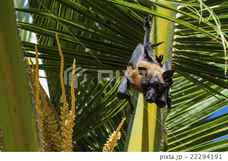 Indian flying fox, Greater Indian fruit bat  22294191