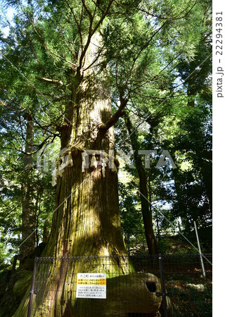 高尾山のたこ杉の写真素材