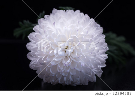 菊、花、接写、マクロ。 22294585