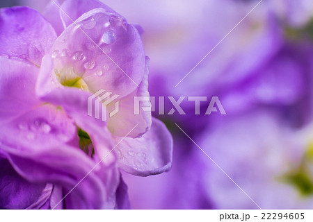 ストック、花、接写、マクロ。 22294605