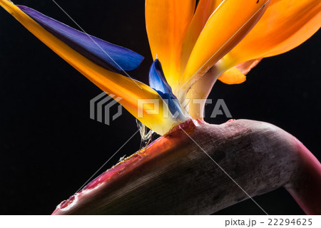 ストレリチア、花、接写。 ストレリチア、花、接写。 22294625