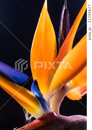 ストレリチア、花、接写。 ストレリチア、花、接写。 22294627