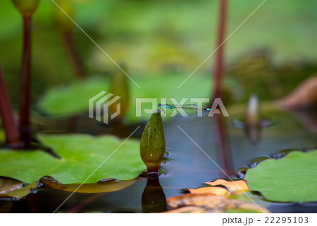 睡蓮の蕾で休むトンボ 22295103