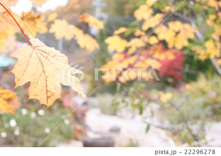 Dead leaves Yellow autumn cool - Stock Photo [22296278] - PIXTA