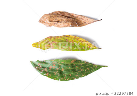 green and dry leaf full of holes 22297284