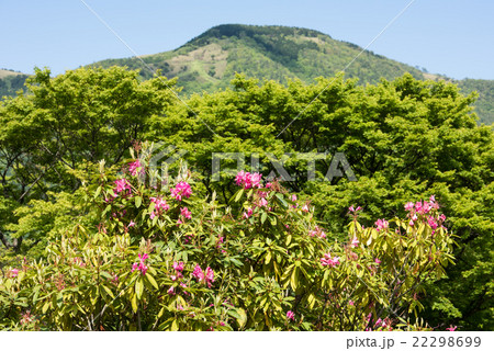 初夏の強羅公園のシャクナゲ 22298699