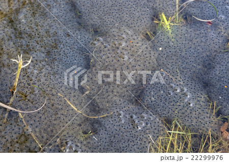 European frog spawn in pond 22299976