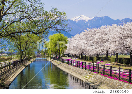 信州 安曇野市の拾ヶ堰の桜の写真素材