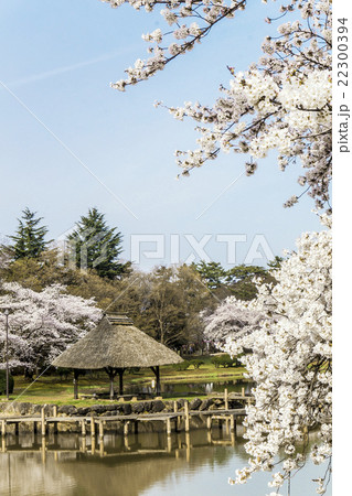 "信州 長野 八幡原史跡公園(川中島古戦場)の東屋と池と桜 " "信州 長野 八幡原史跡公園(川中島古戦場)の東屋と池と桜 " 22300394