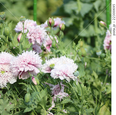 違法なケシ 違法なケシ 22300695