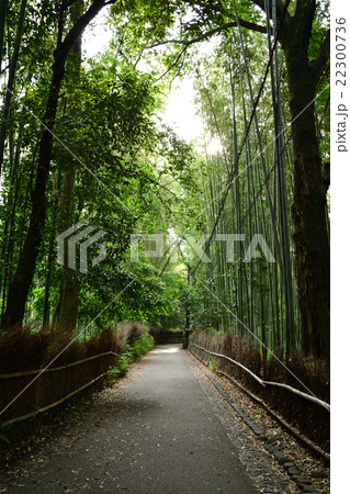 京都 嵯峨野の竹林の風景 京都 嵯峨野の竹林の風景 22300736