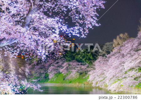 夜桜 22300786