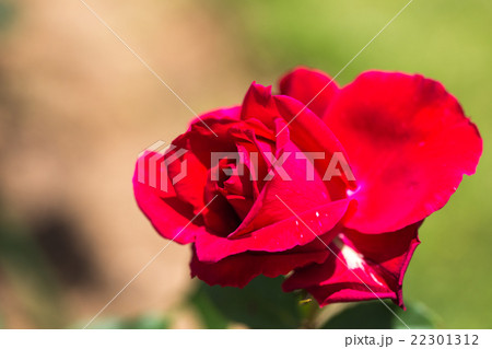 バラ バラ 22301312