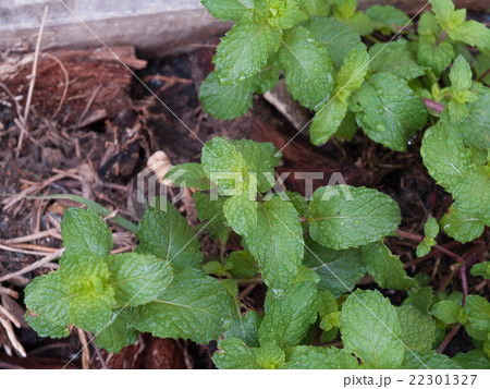Kitchen Mint, The plant is a perennial herb Kitchen Mint, The plant is a perennial herb 22301327