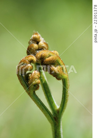 わらび　ワラビ　蕨　 22301378