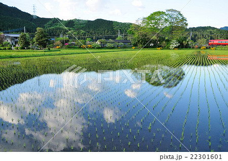 水田の水鏡に映る雲と東武日光線を走るJR特急日光号 水田の水鏡に映る雲と東武日光線を走るJR特急日光号 22301601