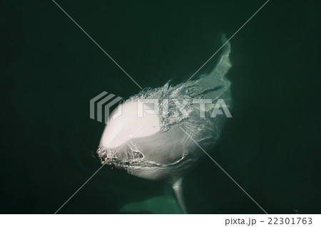 白いくじら (white whale ) 白いくじら (white whale ) 22301763