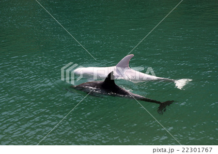 黒くじらと白くじら　（black whale　and white whale） 　 22301767