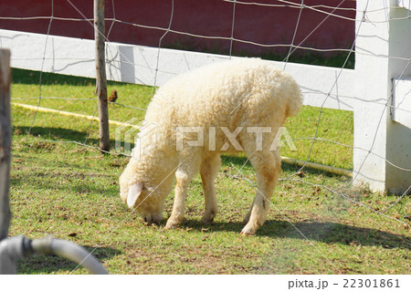 Sheep in the meadow at Thailand 22301861