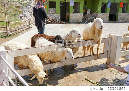 Sheep farm in Thailand Sheep farm in Thailand 22301862