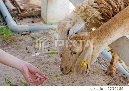 Sheep farm in Thailand Sheep farm in Thailand 22301864