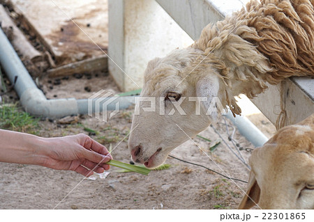 Sheep farm in Thailand Sheep farm in Thailand 22301865