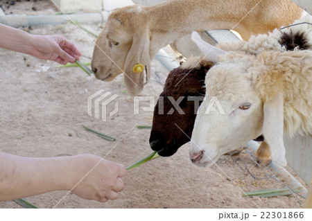 Sheep farm in Thailand 22301866